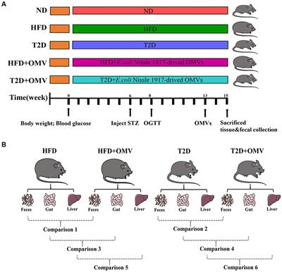 Probiotic Escherichia coli Nissle 1917-derived outer membrane vesicles modulate the intestinal microbiome and host gut-liver metabolome in obese and diabetic mice